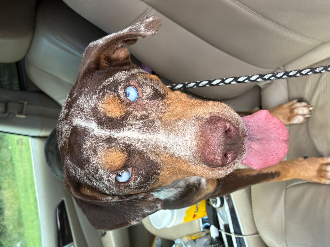 Pet travel photo 4