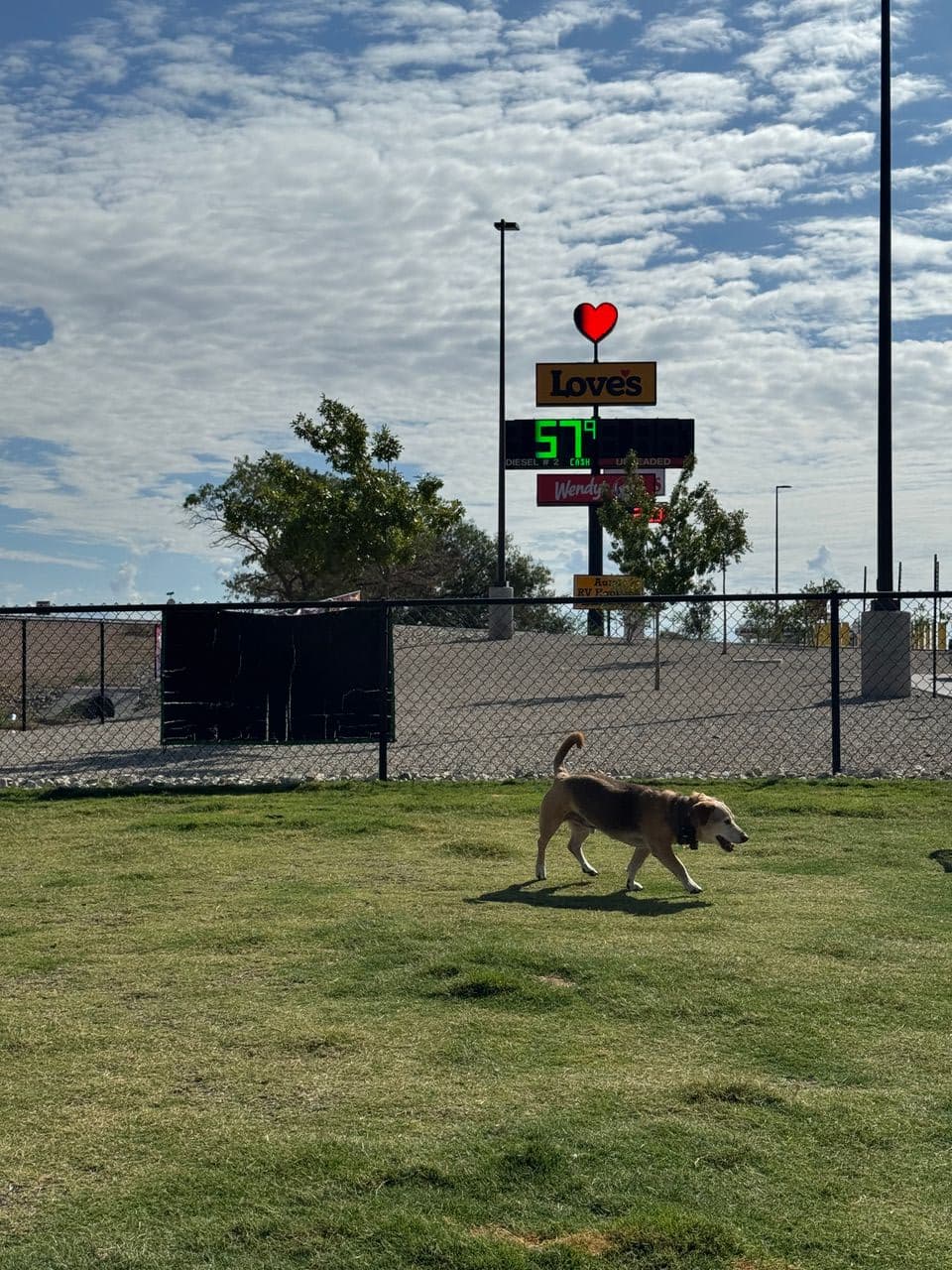 Pet travel photo 6