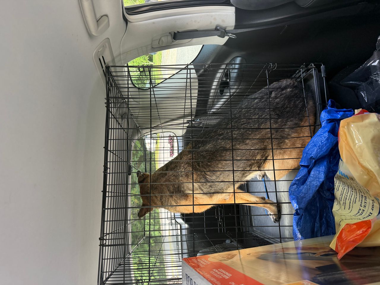 Pet travel photo 5