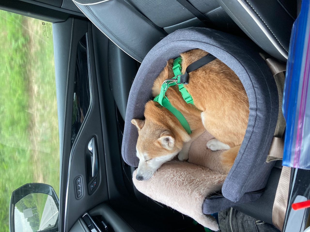 Pet travel photo 3