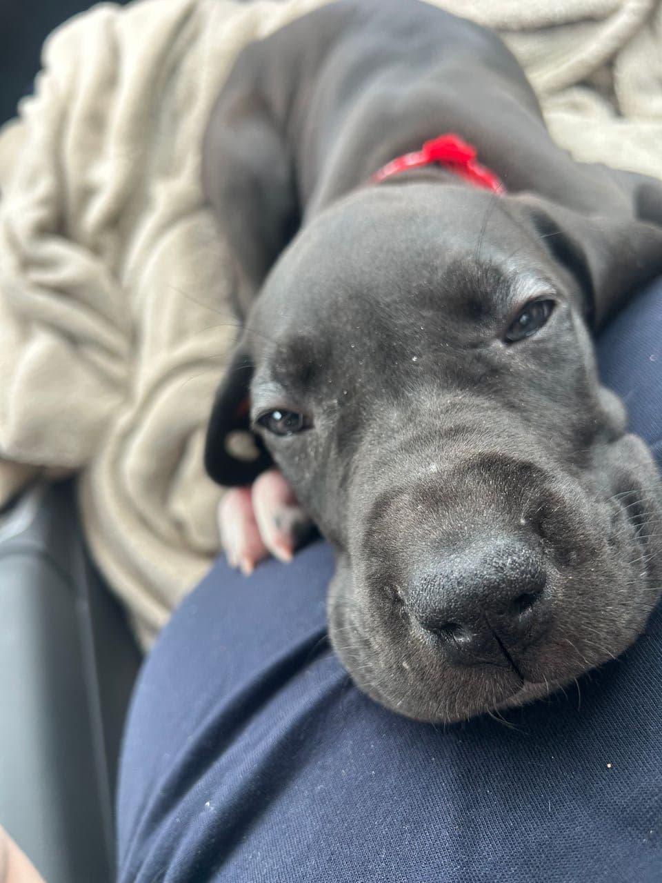 Pet travel photo 6