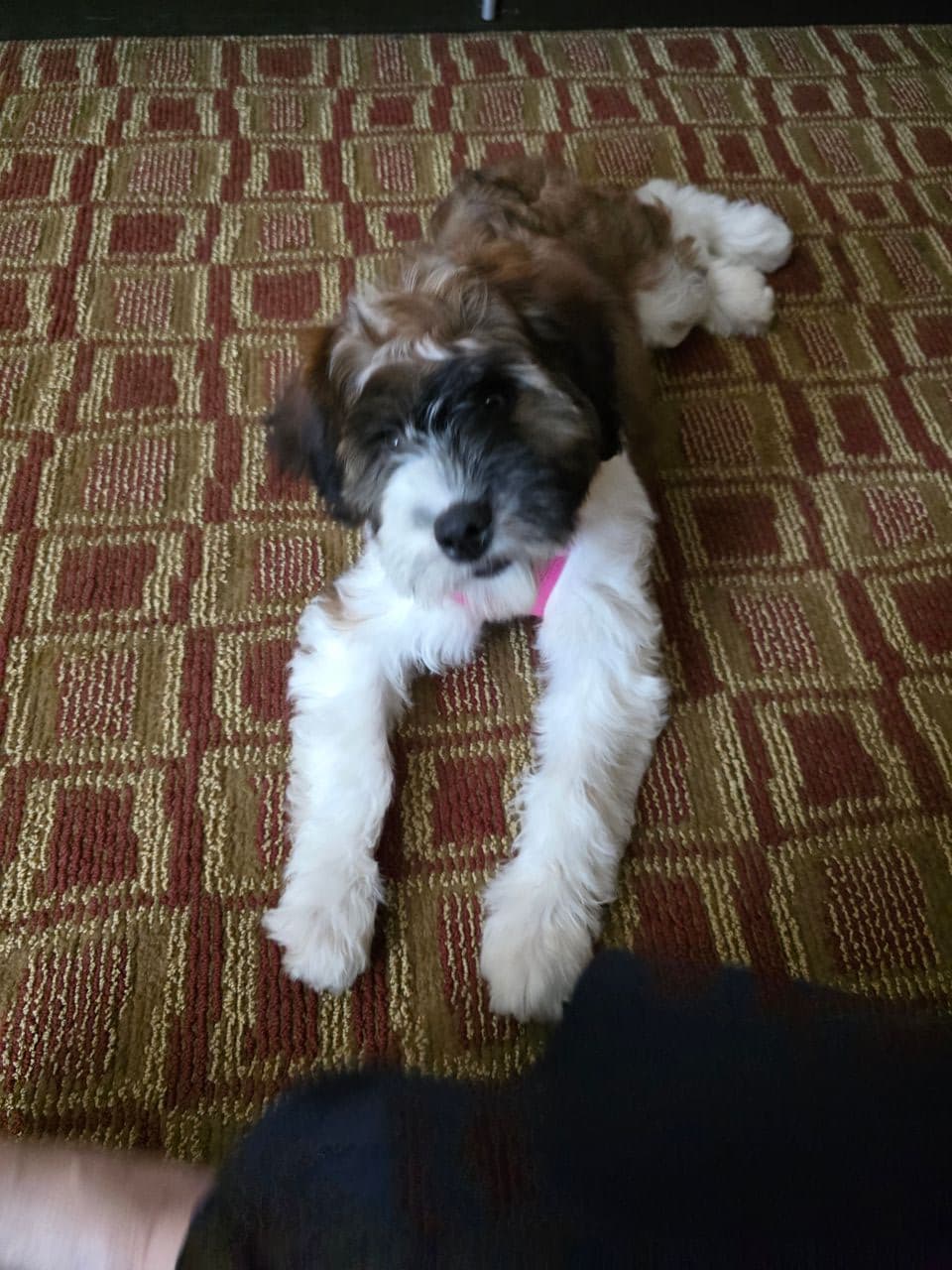 Pet travel photo 2