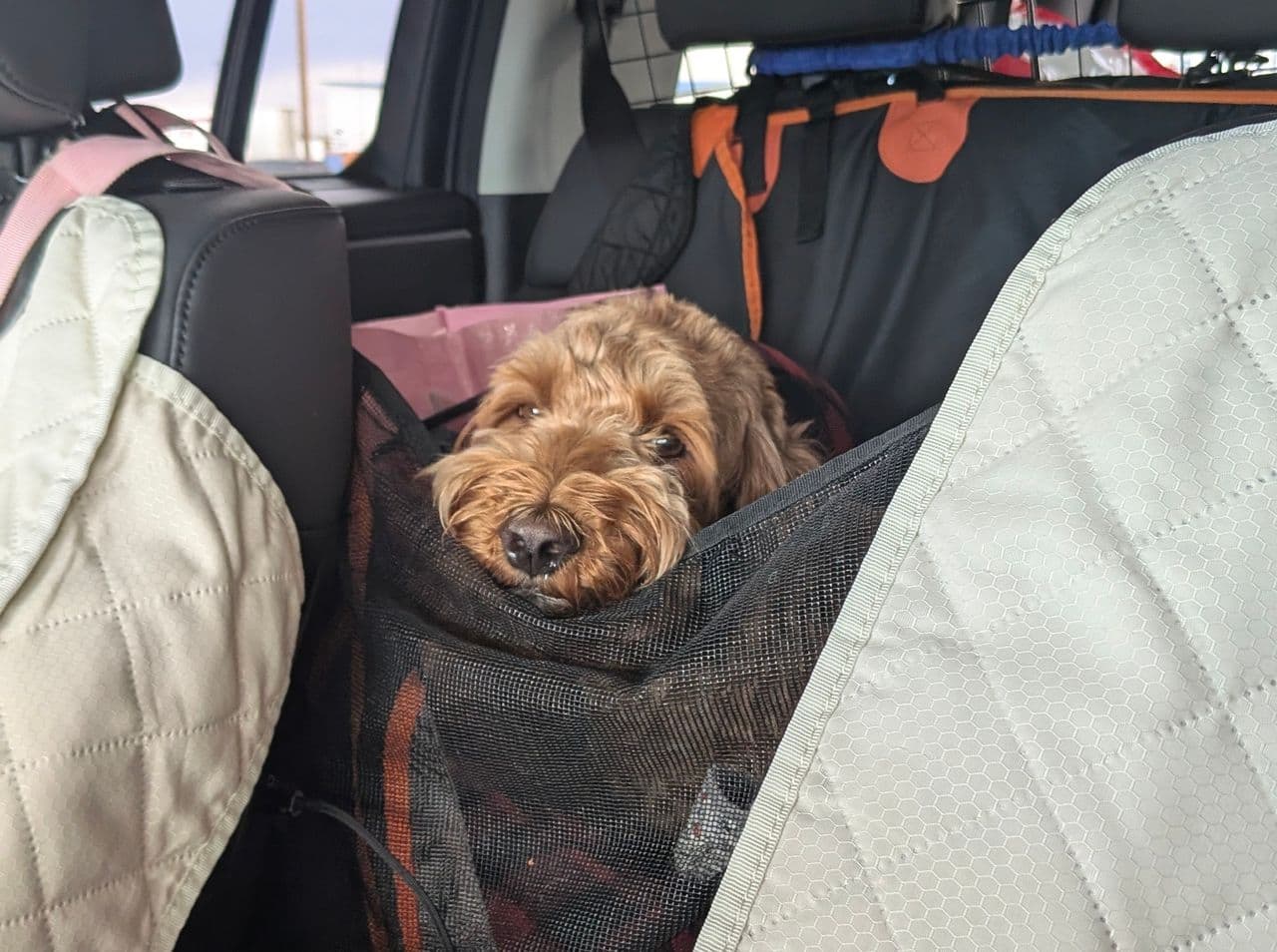 Pet travel photo 1