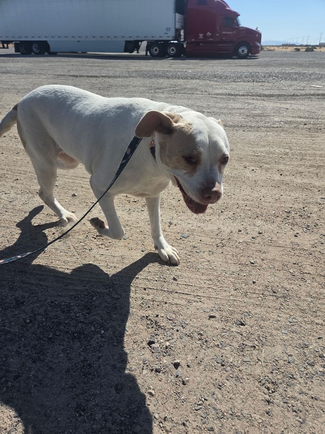Pet travel photo 5