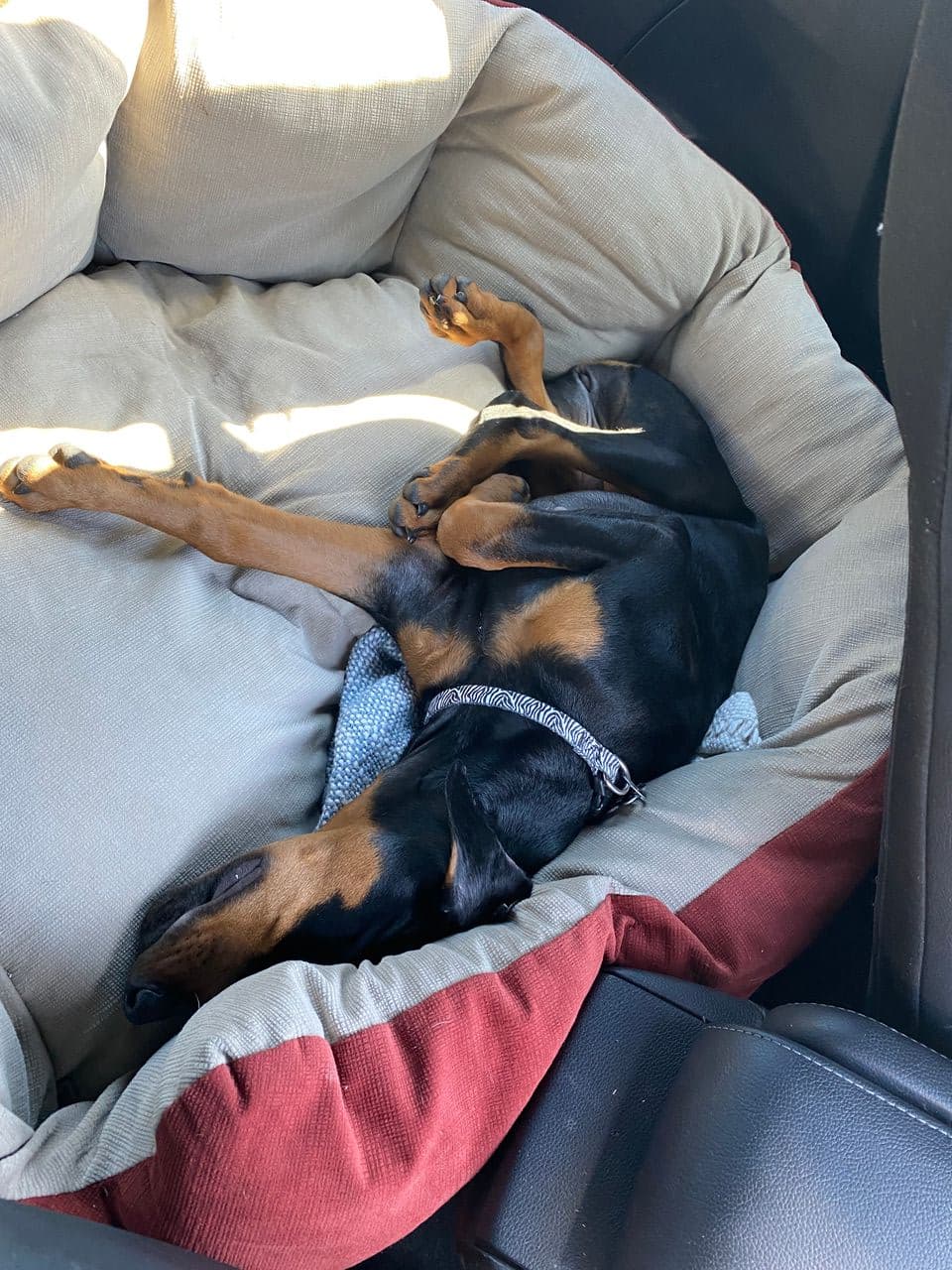 Pet travel photo 3