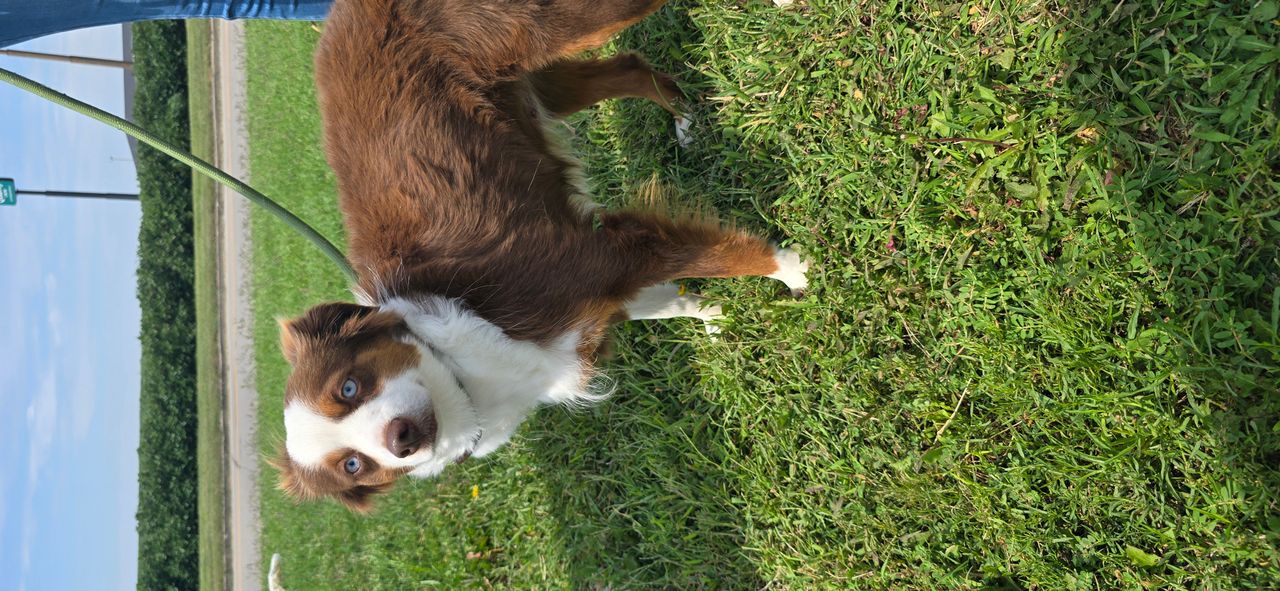 Pet travel photo 4