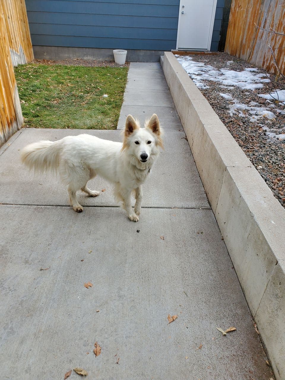 Pet travel photo 5