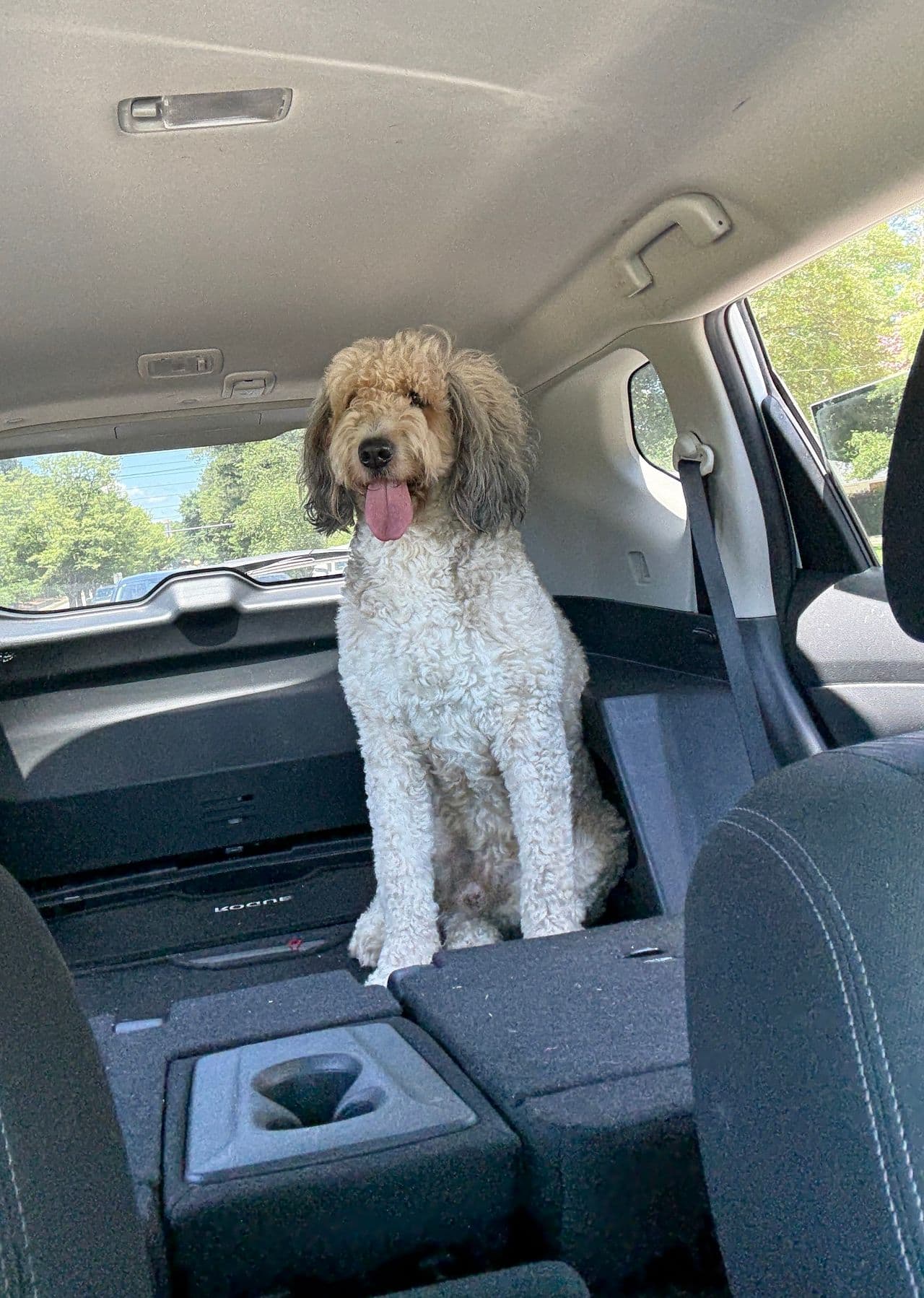 Pet travel photo 1