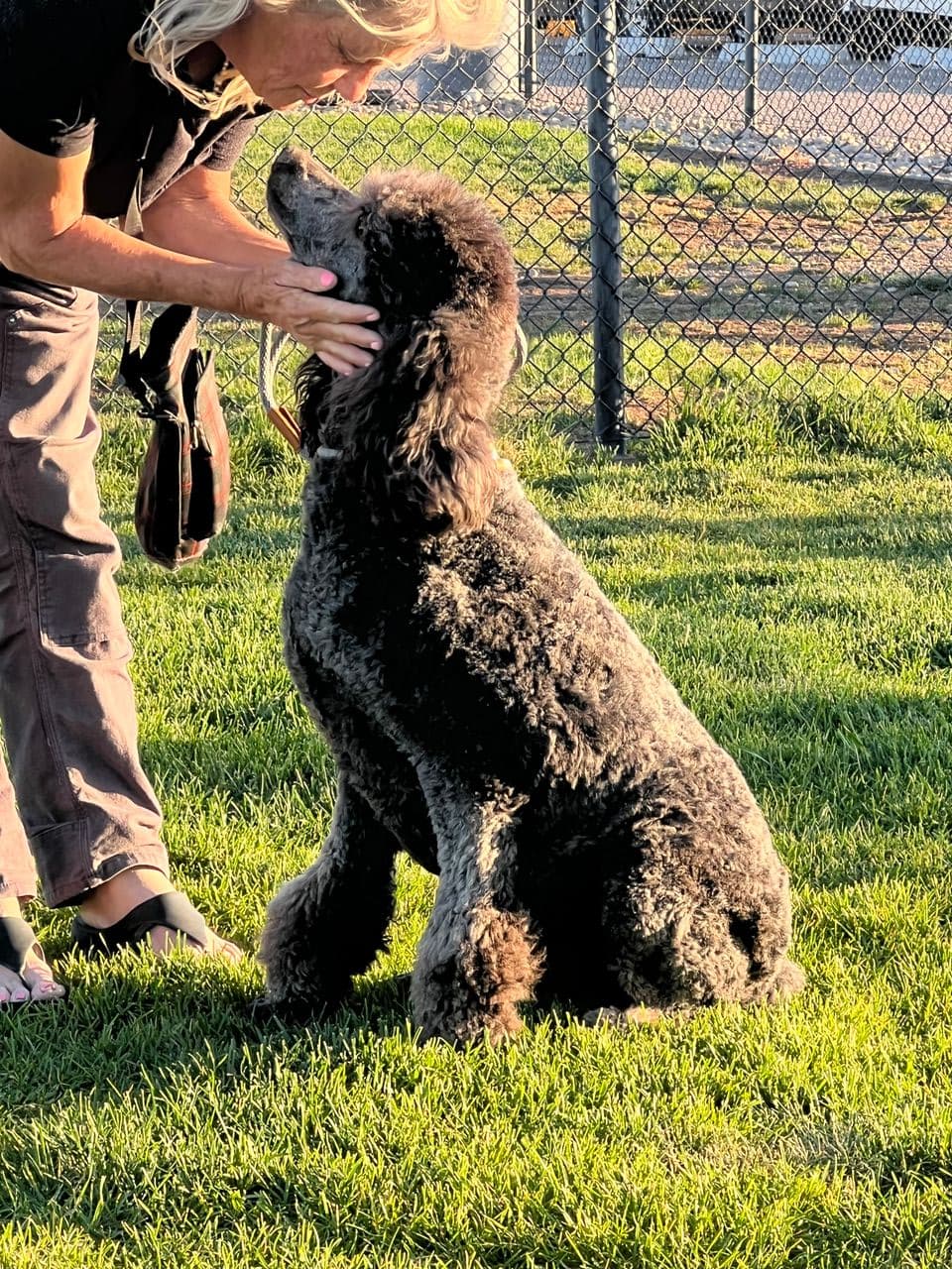 Pet travel photo 3
