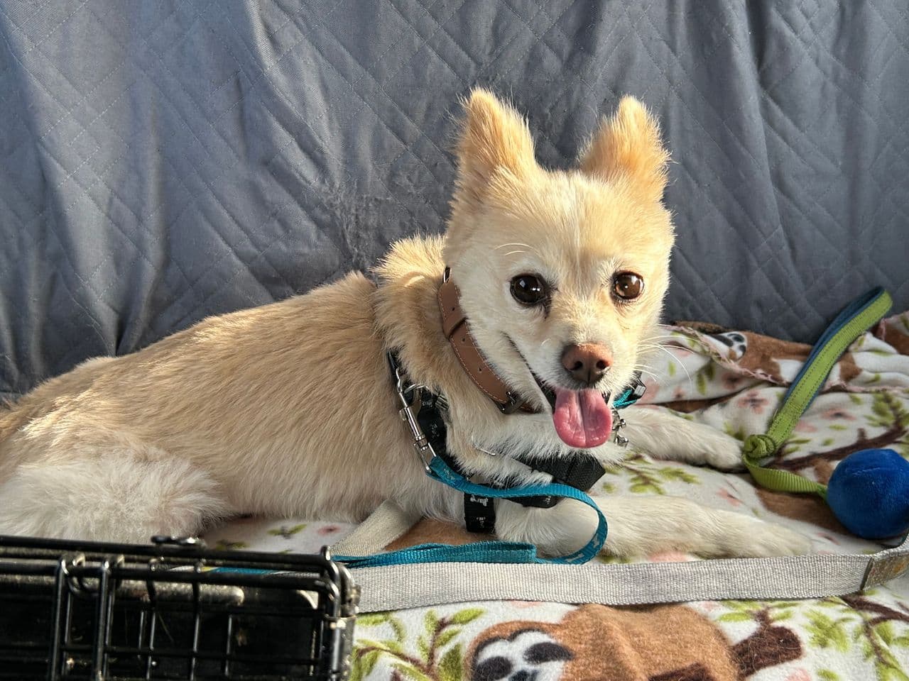 Pet travel photo 2