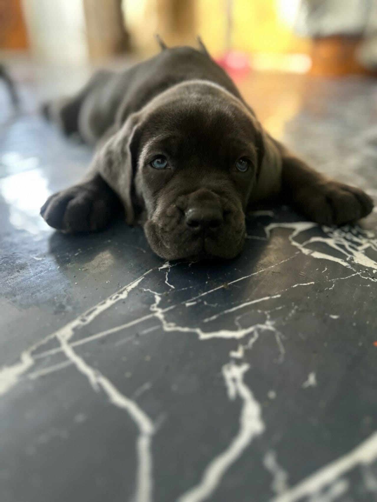 Pet travel photo 1