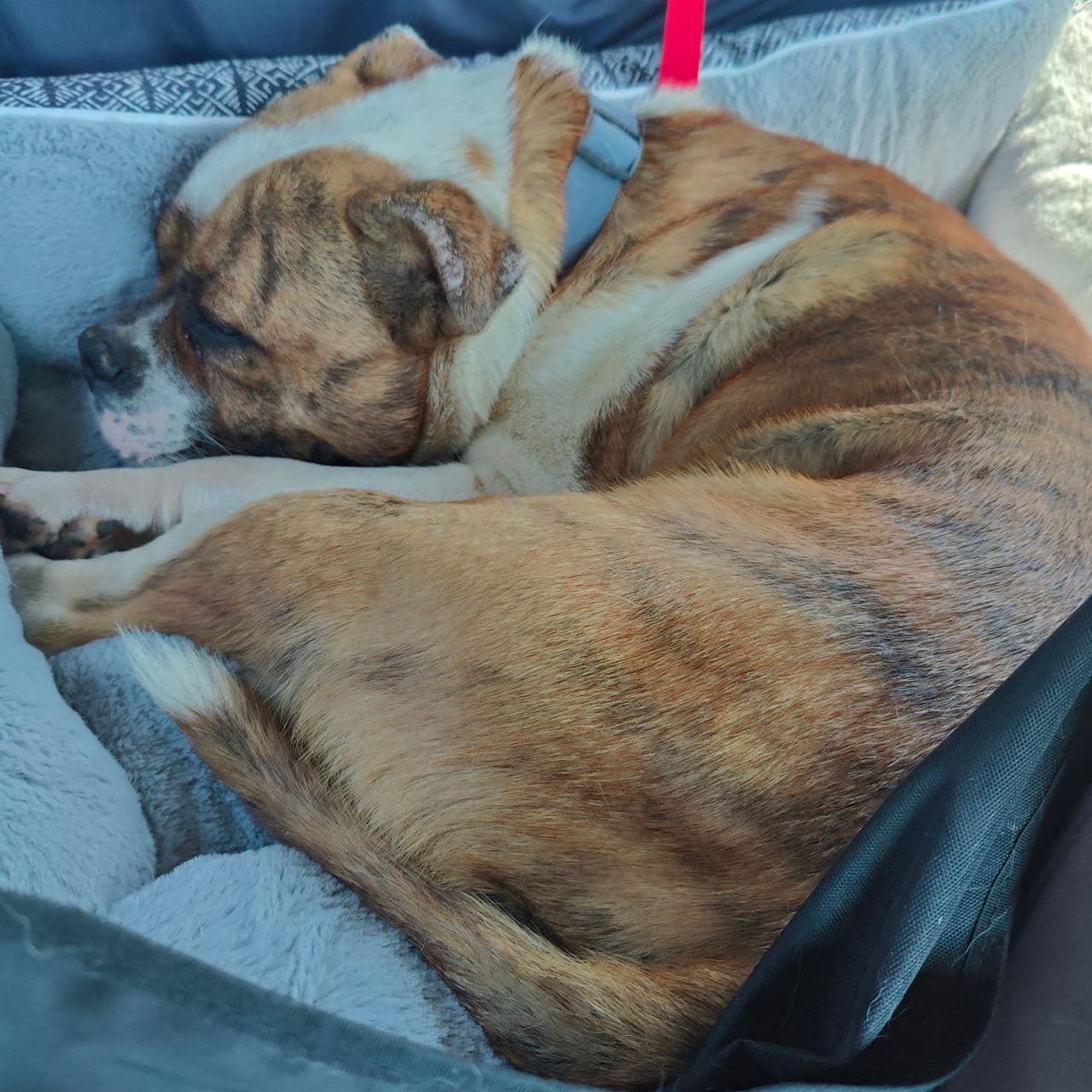 Pet travel photo 5