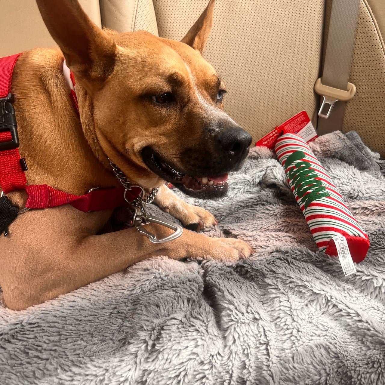 Pet travel photo 5