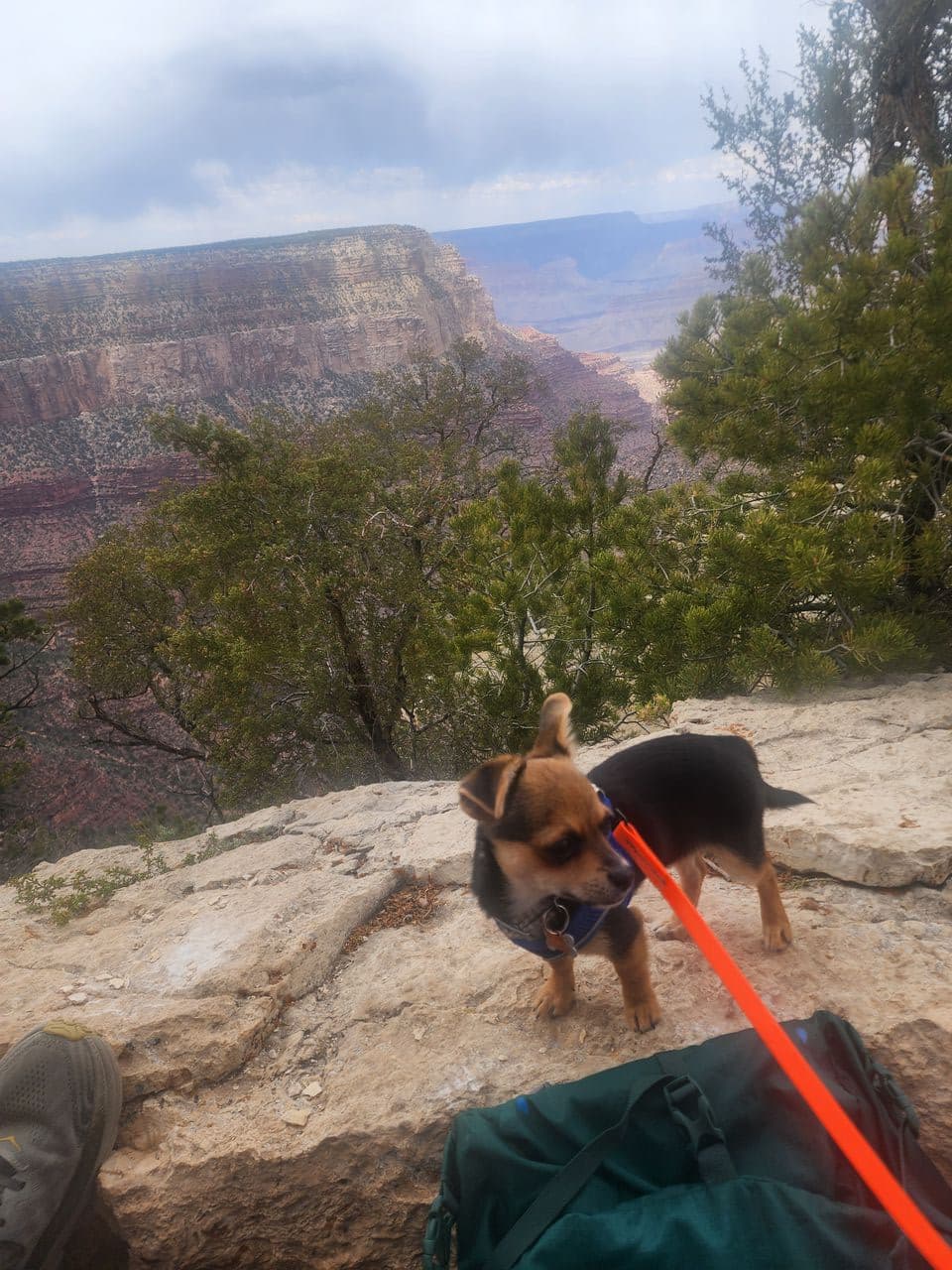 Pet travel photo 3