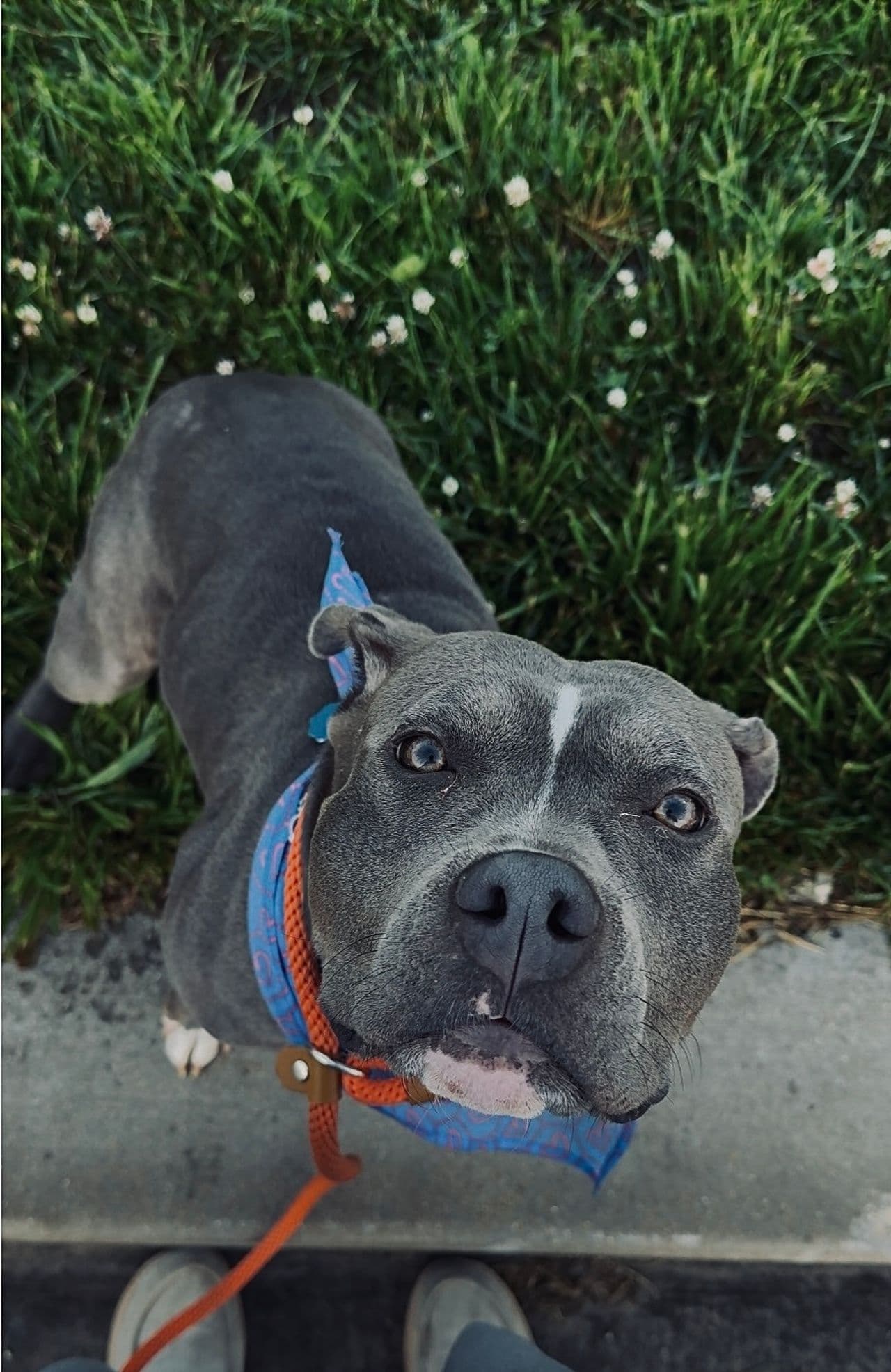 Pet travel photo 4
