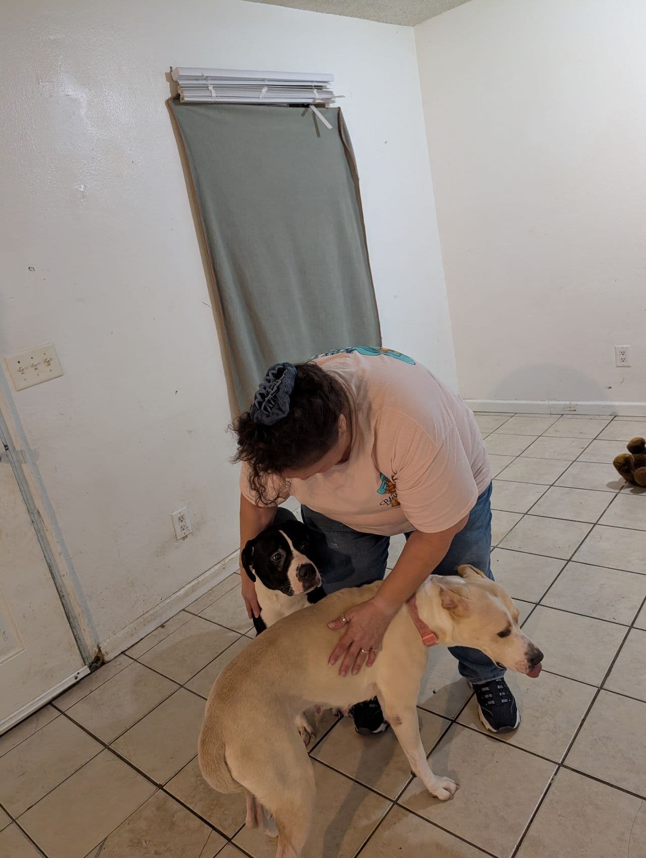 Pet travel photo 1
