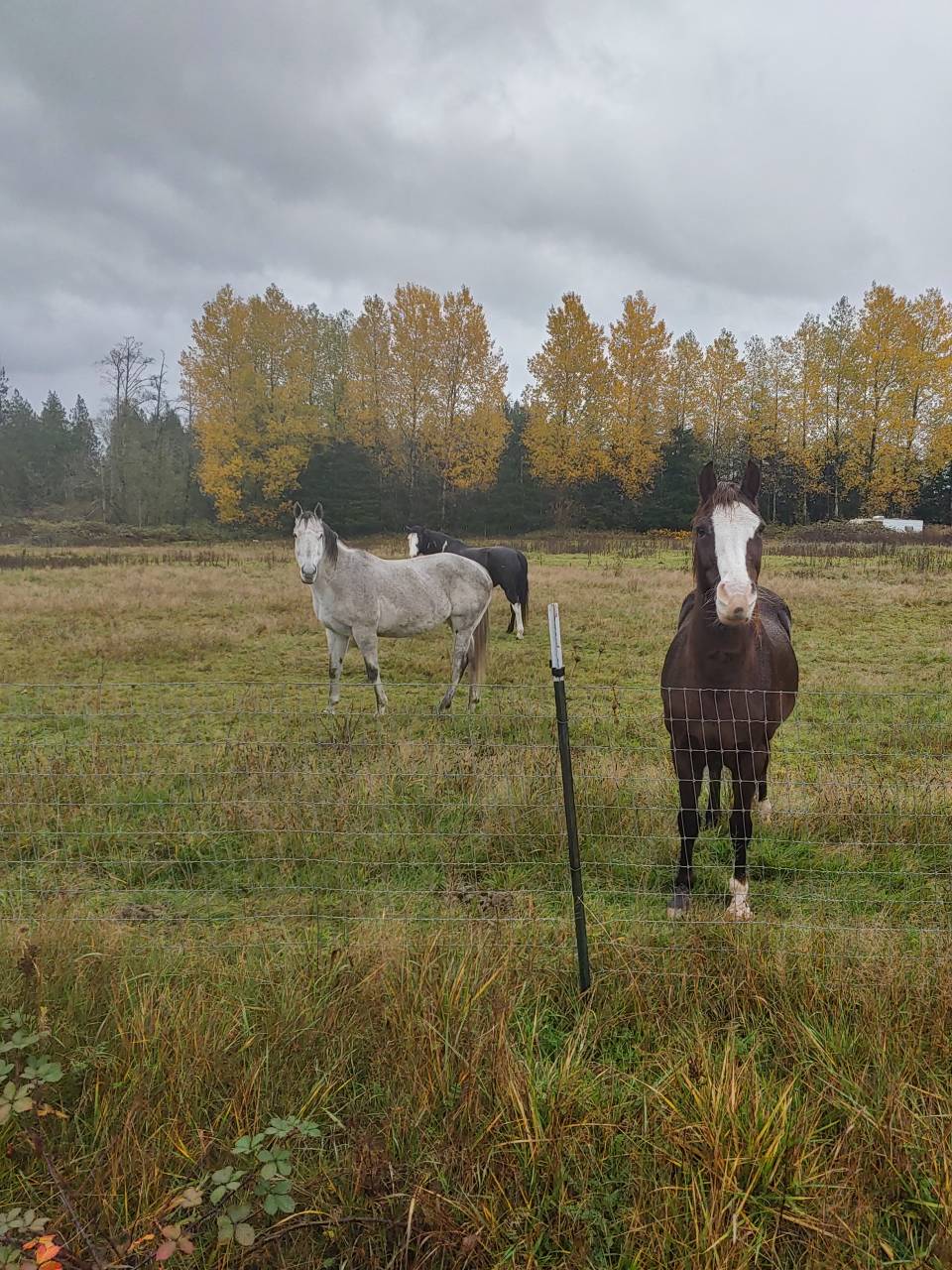 Pet travel photo 5