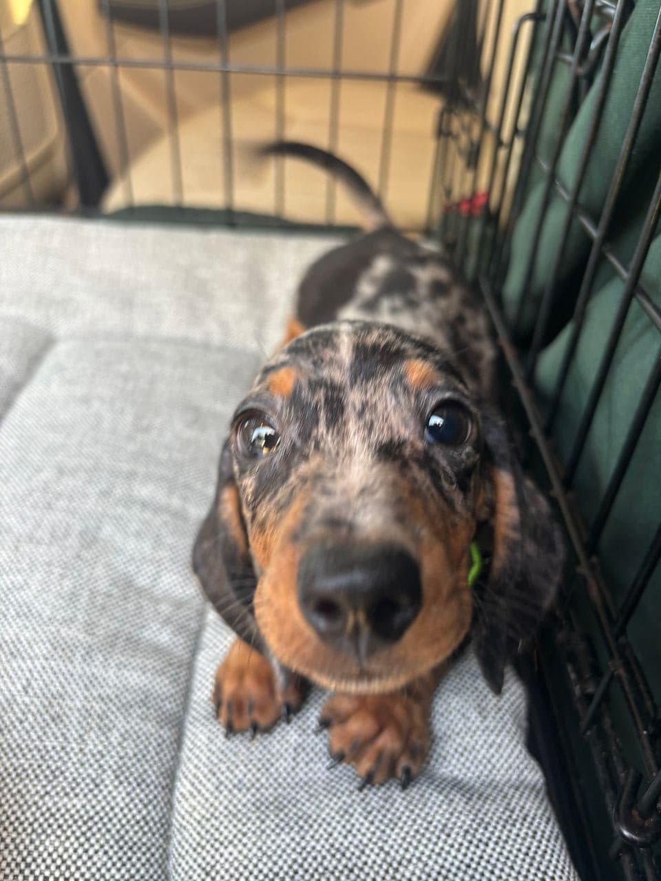 Pet travel photo 4