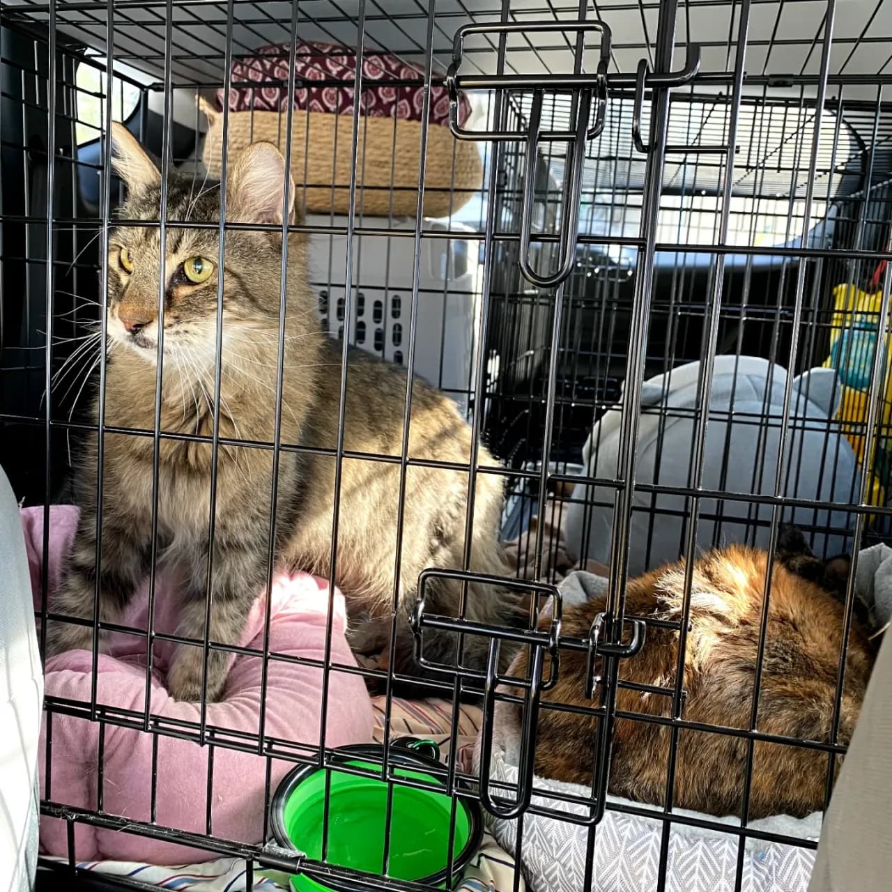 Pet travel photo 3
