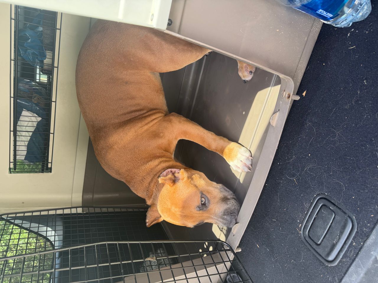 Pet travel photo 2