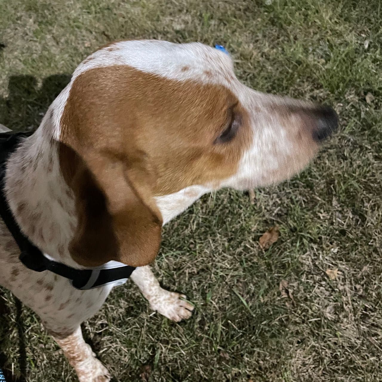 Pet travel photo 4