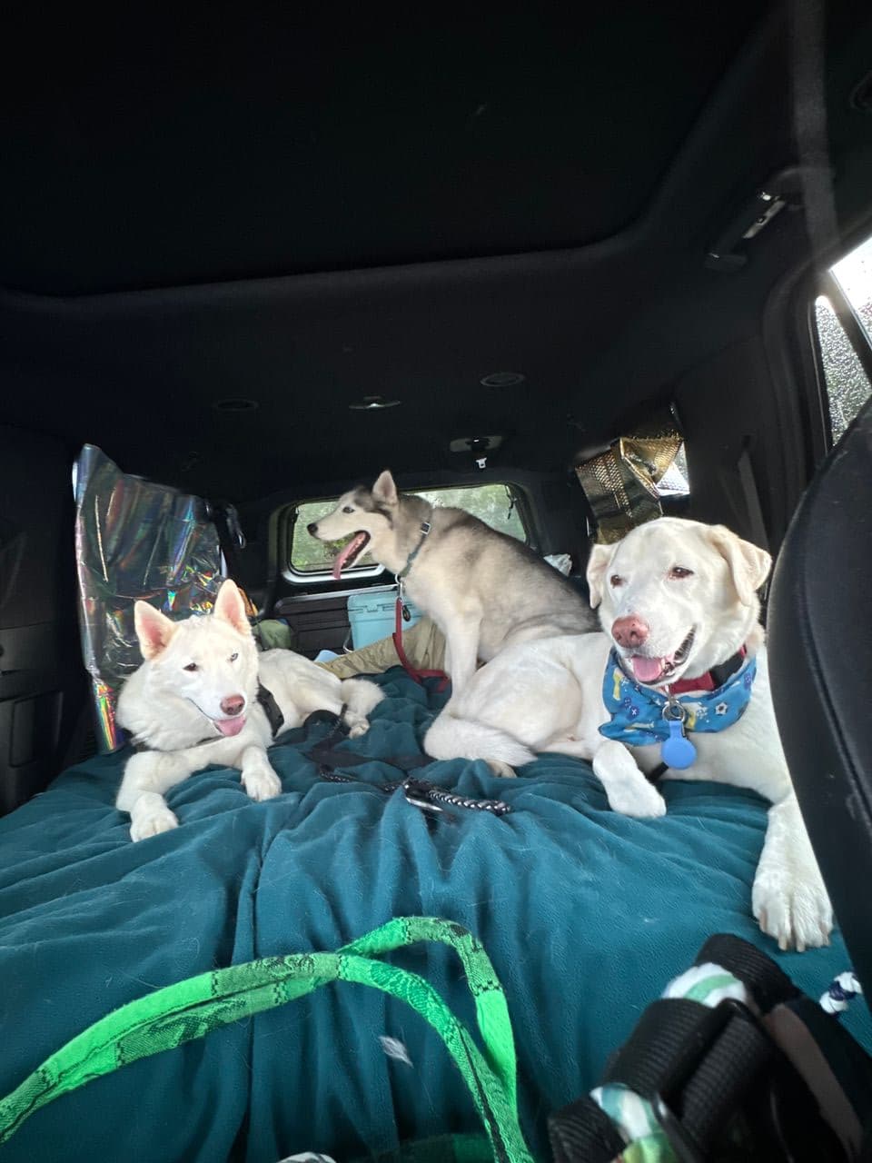 Pet travel photo 2