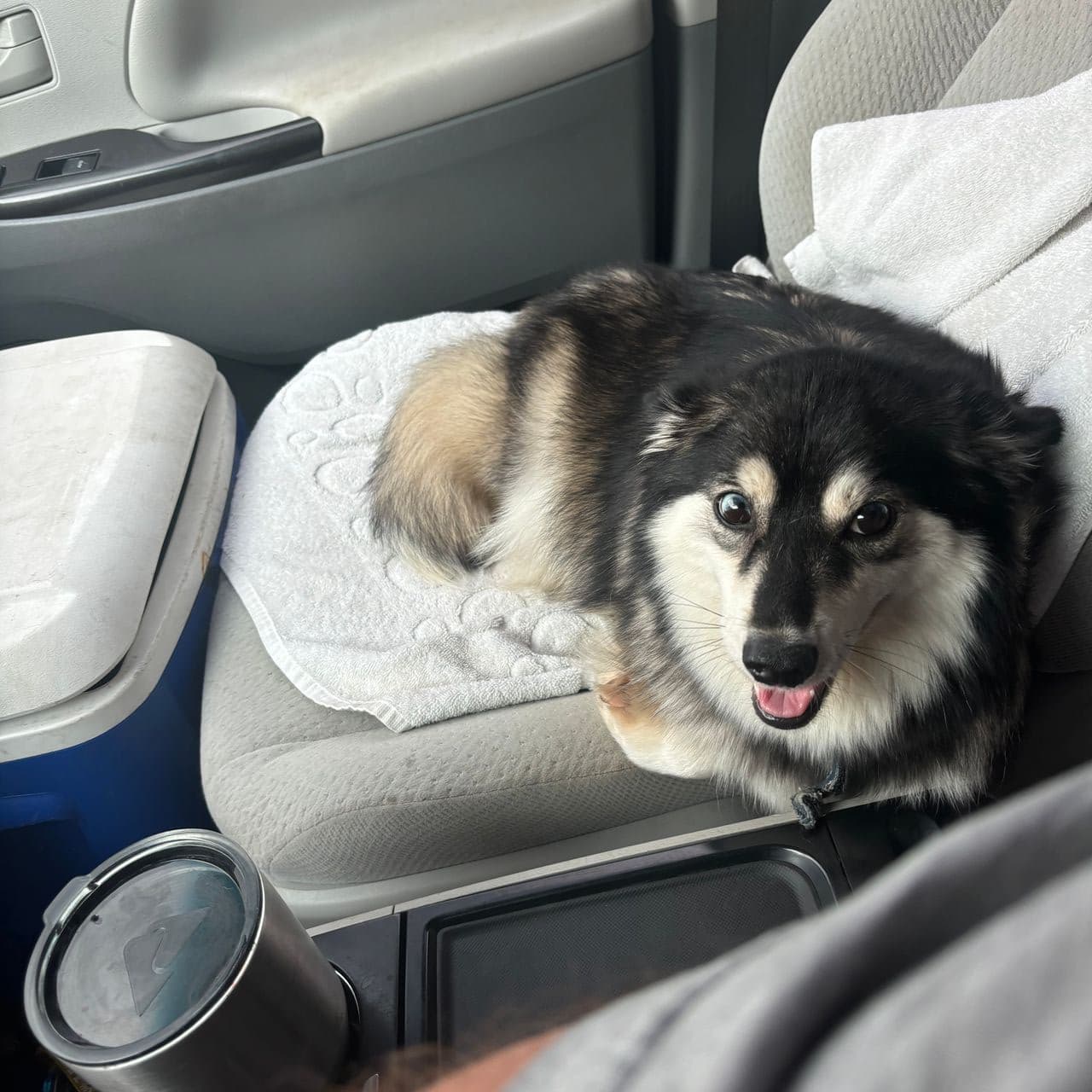 Pet travel photo 2