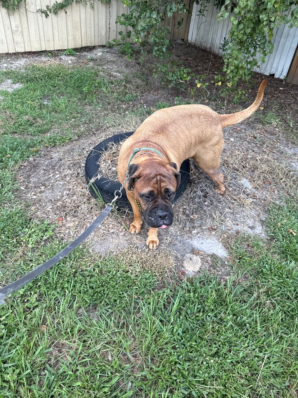 Pet travel photo 6