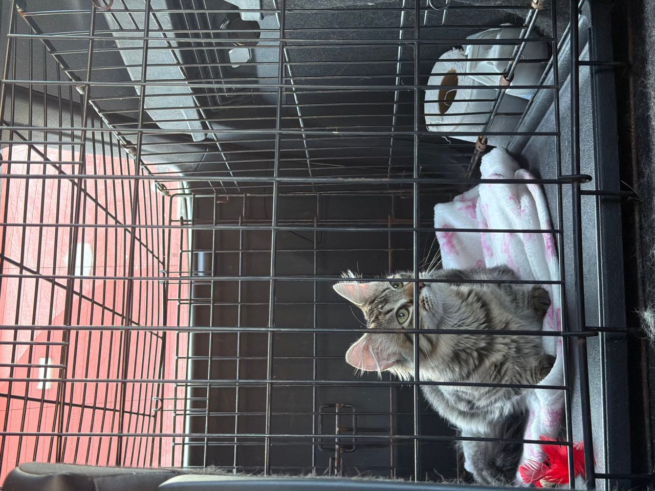 Pet travel photo 2