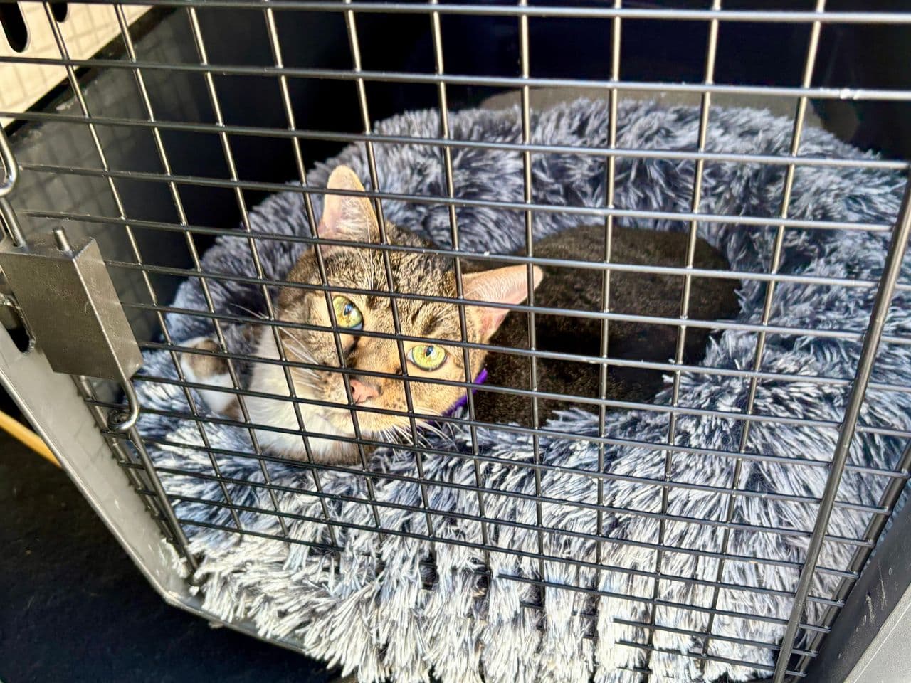 Pet travel photo 4