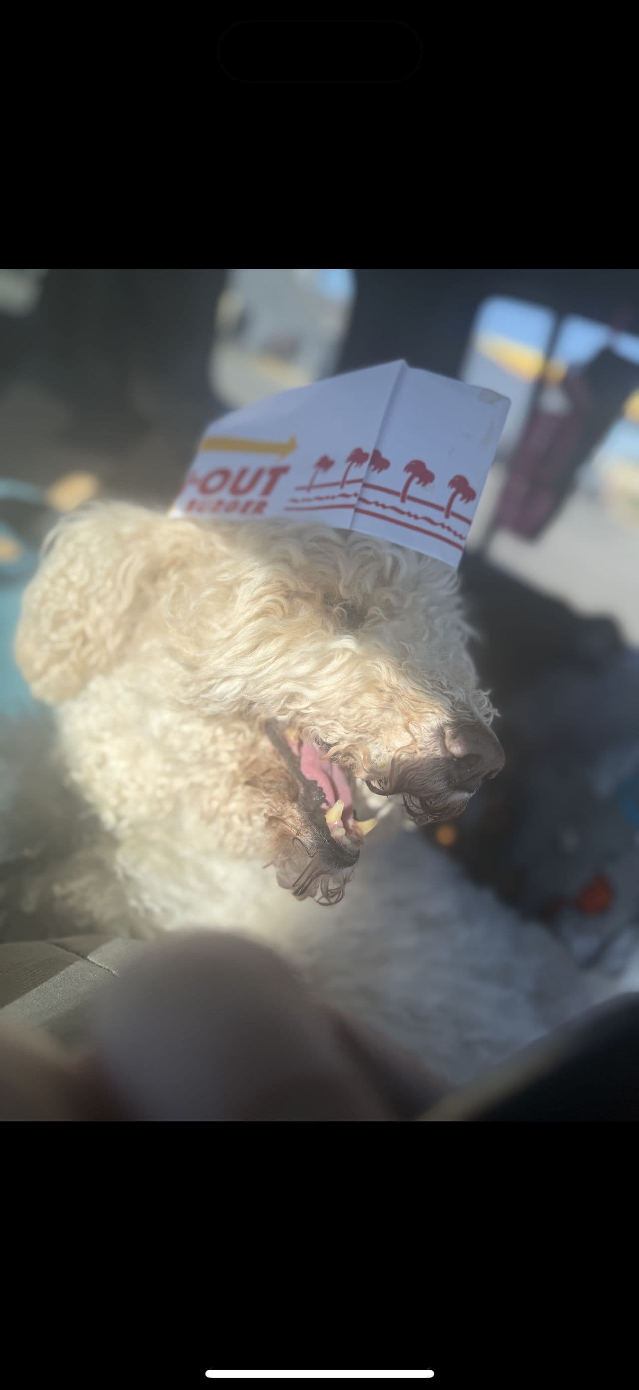 Pet travel photo 1