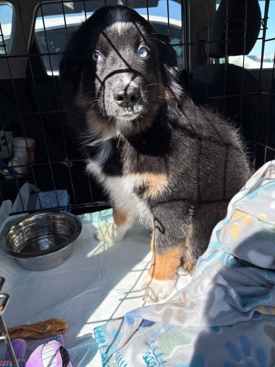 Pet travel photo 6