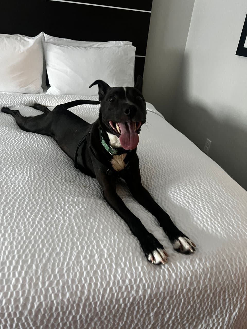 Pet travel photo 3