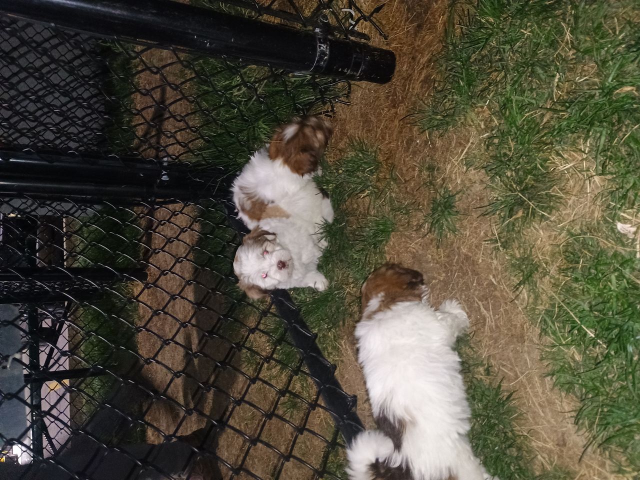 Pet travel photo 1