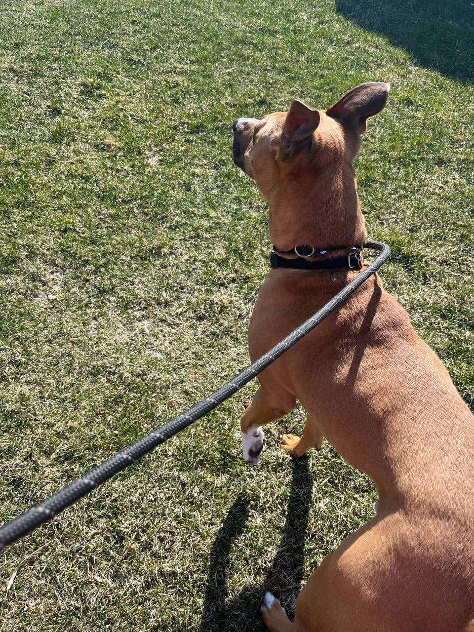 Pet travel photo 4