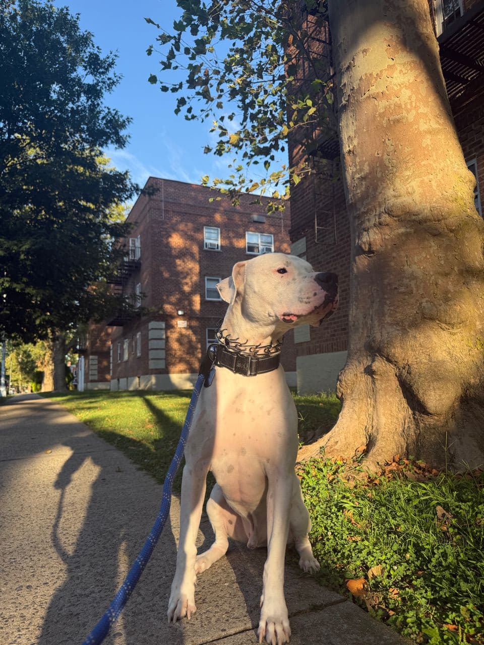 Pet travel photo 4