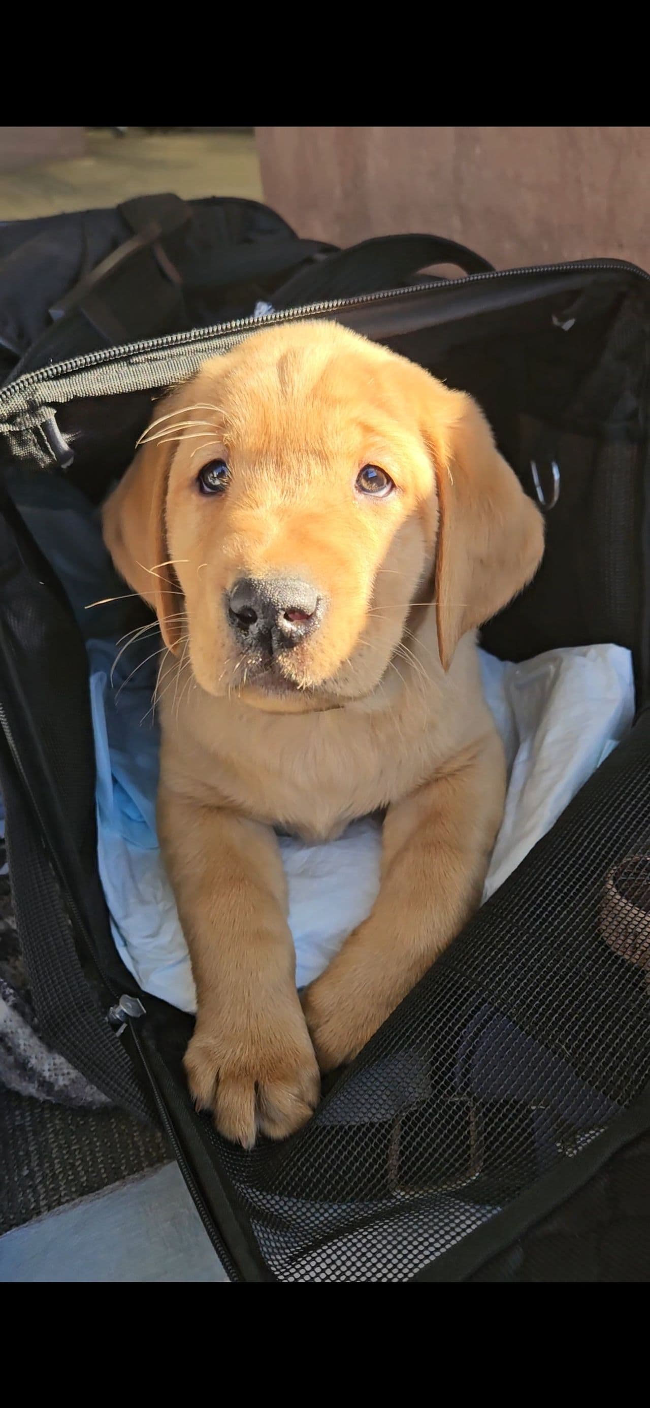 Pet travel photo 2