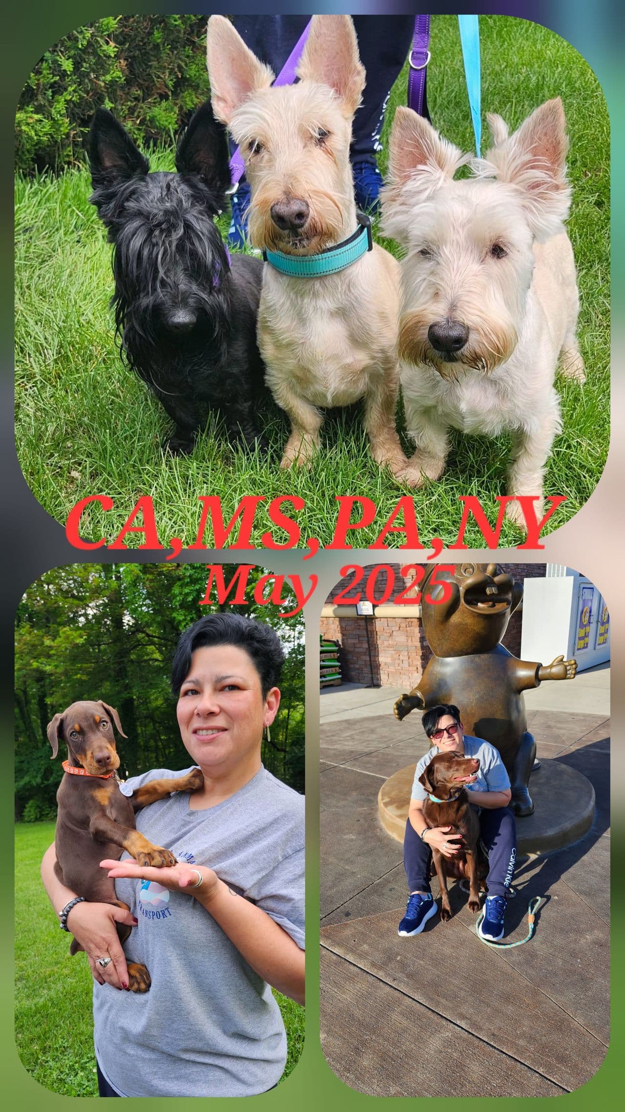 Pet travel photo 3