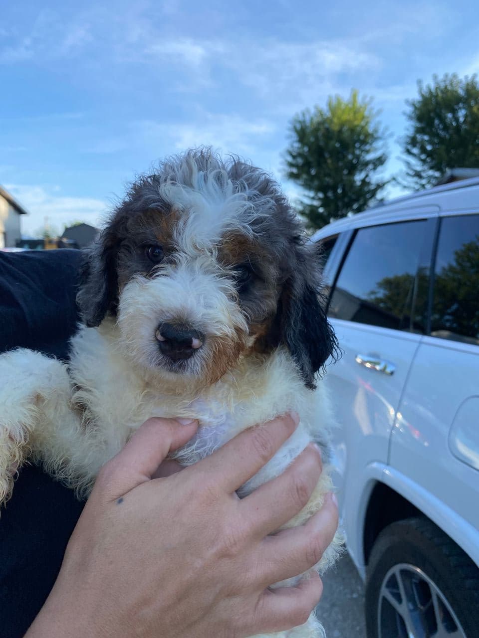 Pet travel photo 4