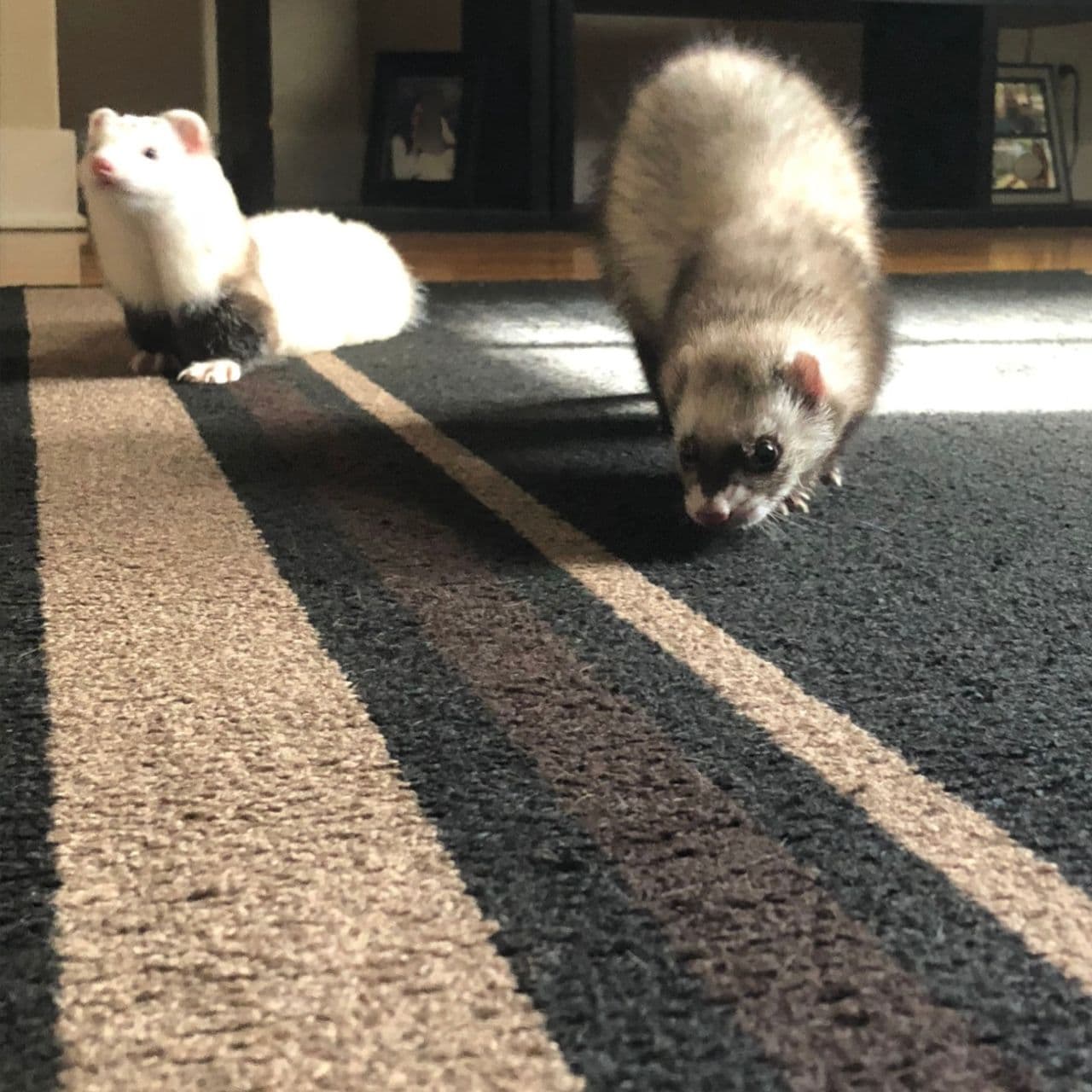 Pet travel photo 4