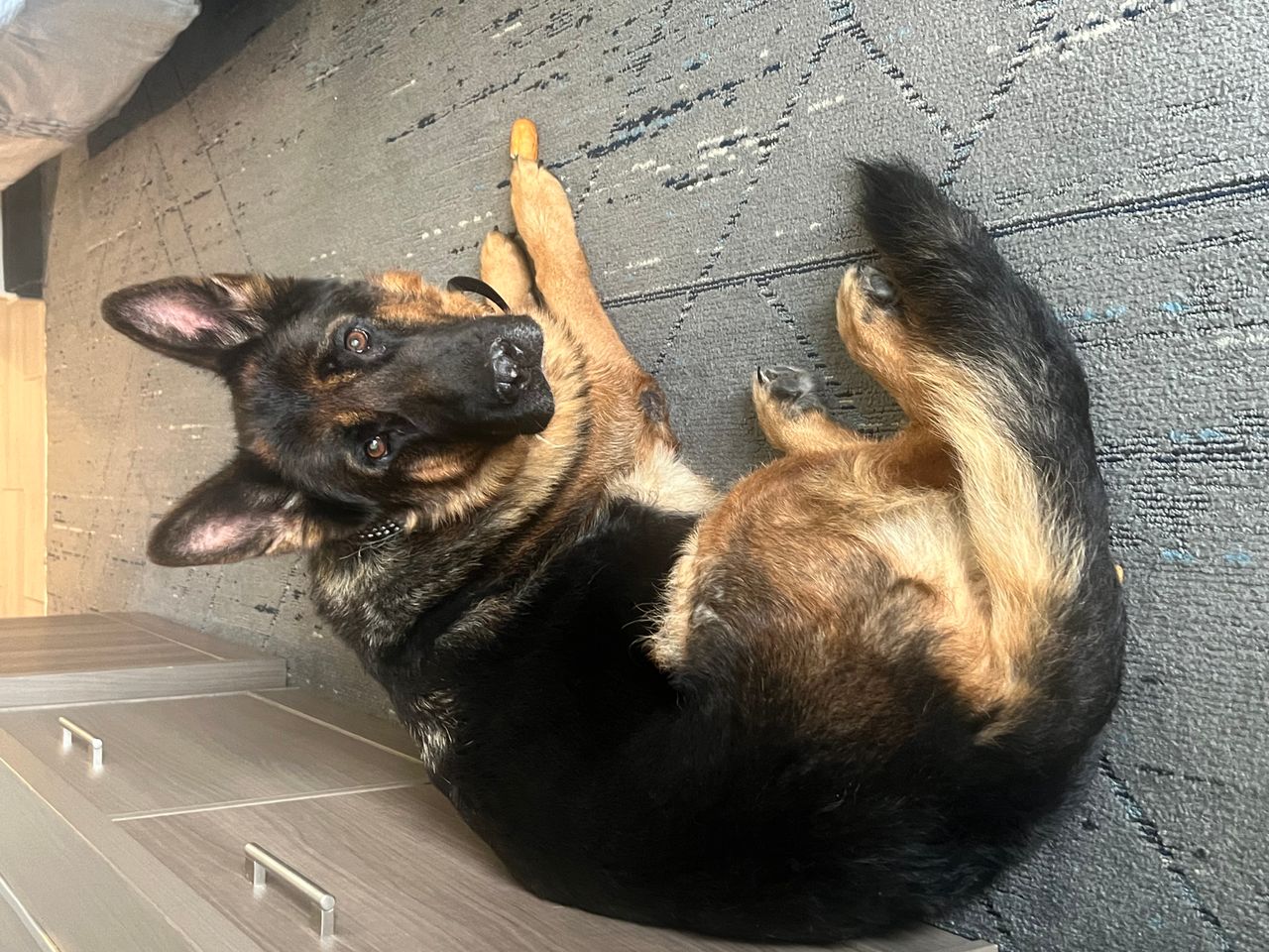 Pet travel photo 5