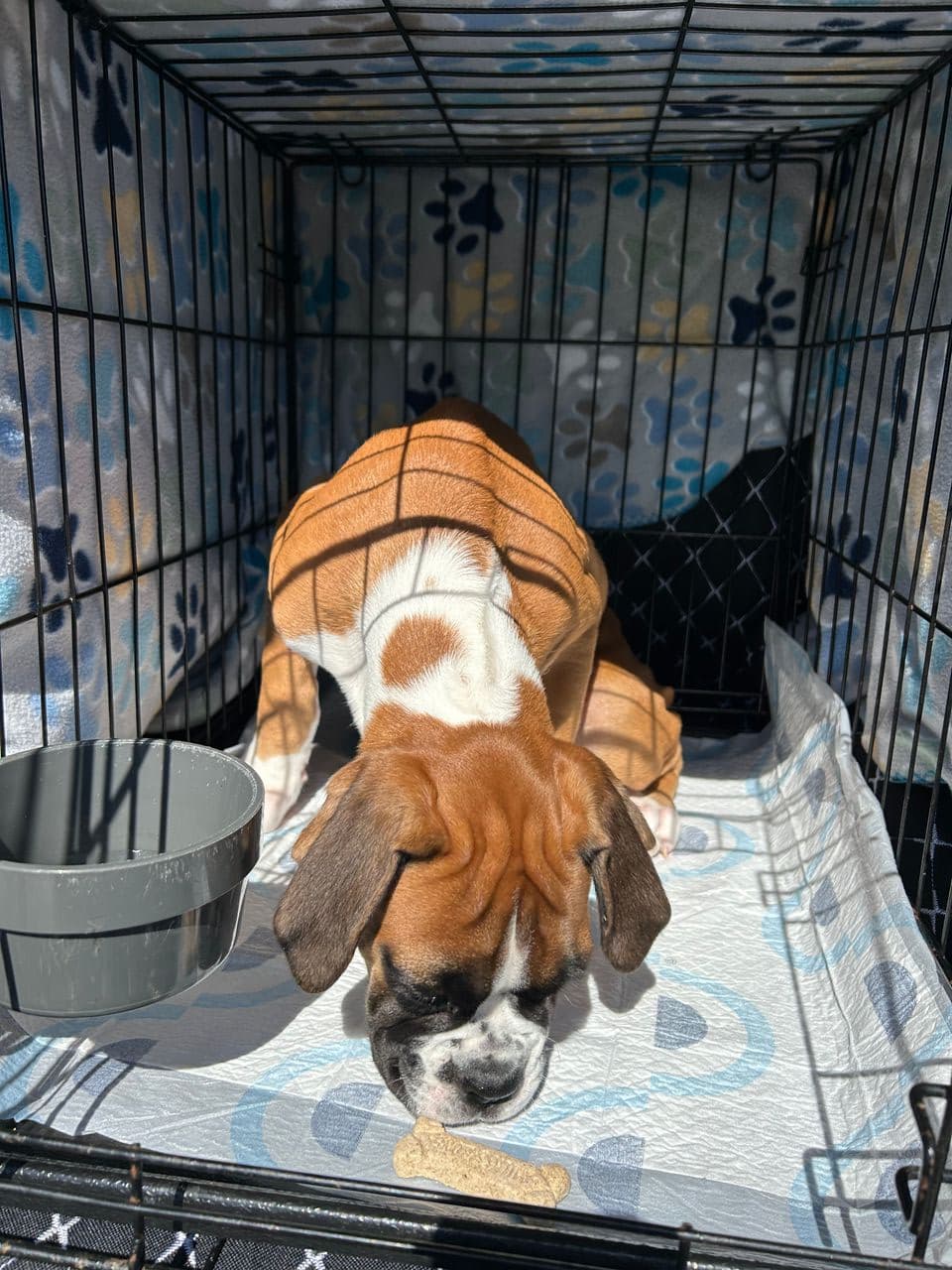Pet travel photo 3