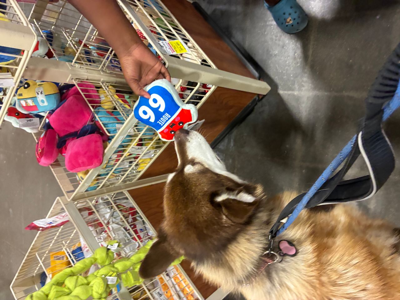 Pet travel photo 5