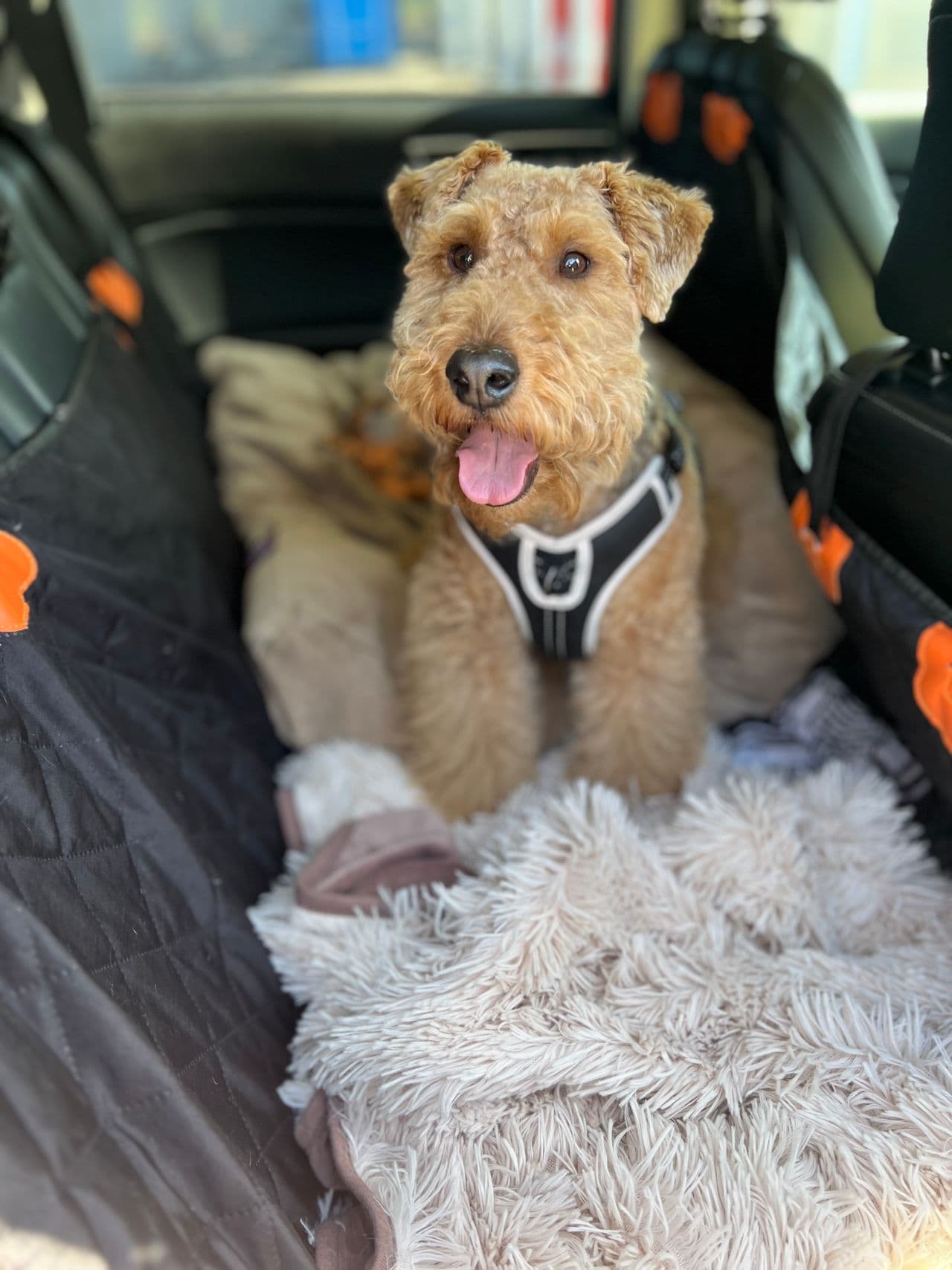 Pet travel photo 4