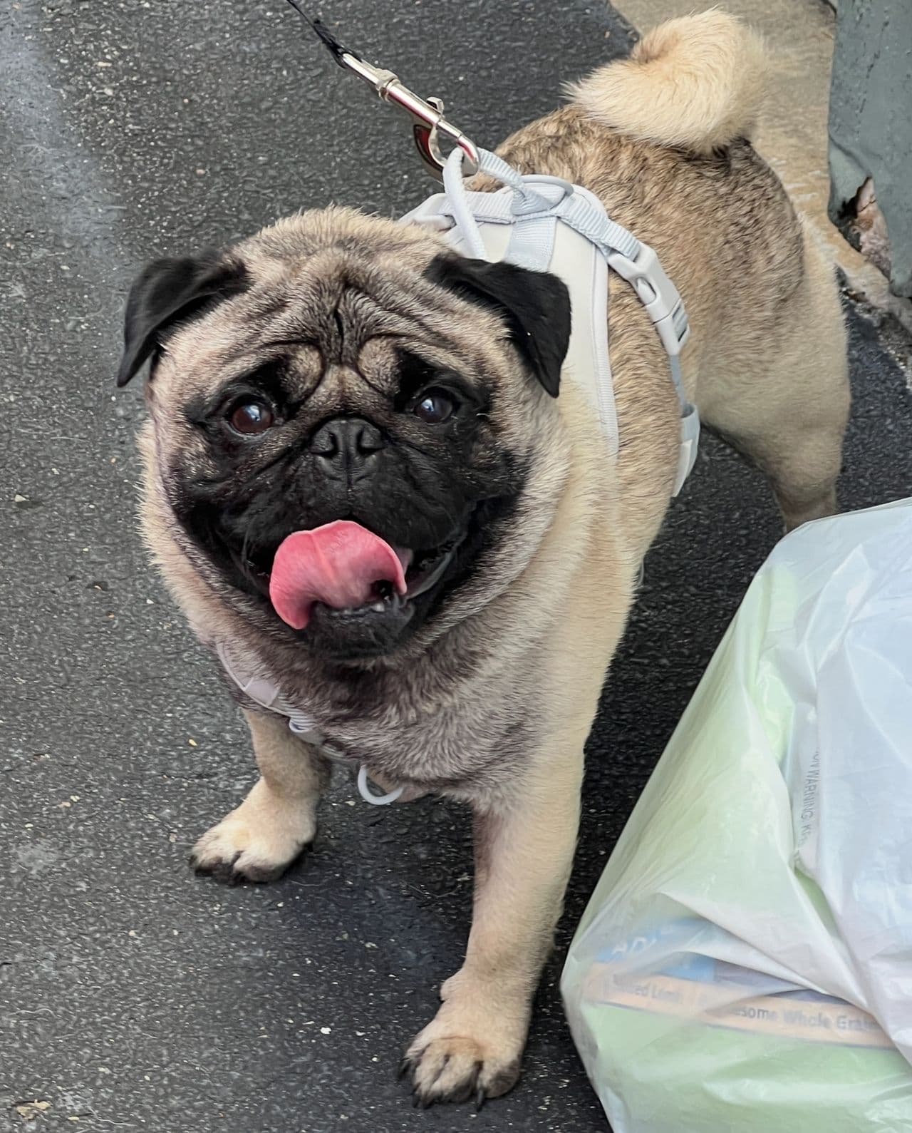 Pet travel photo 6