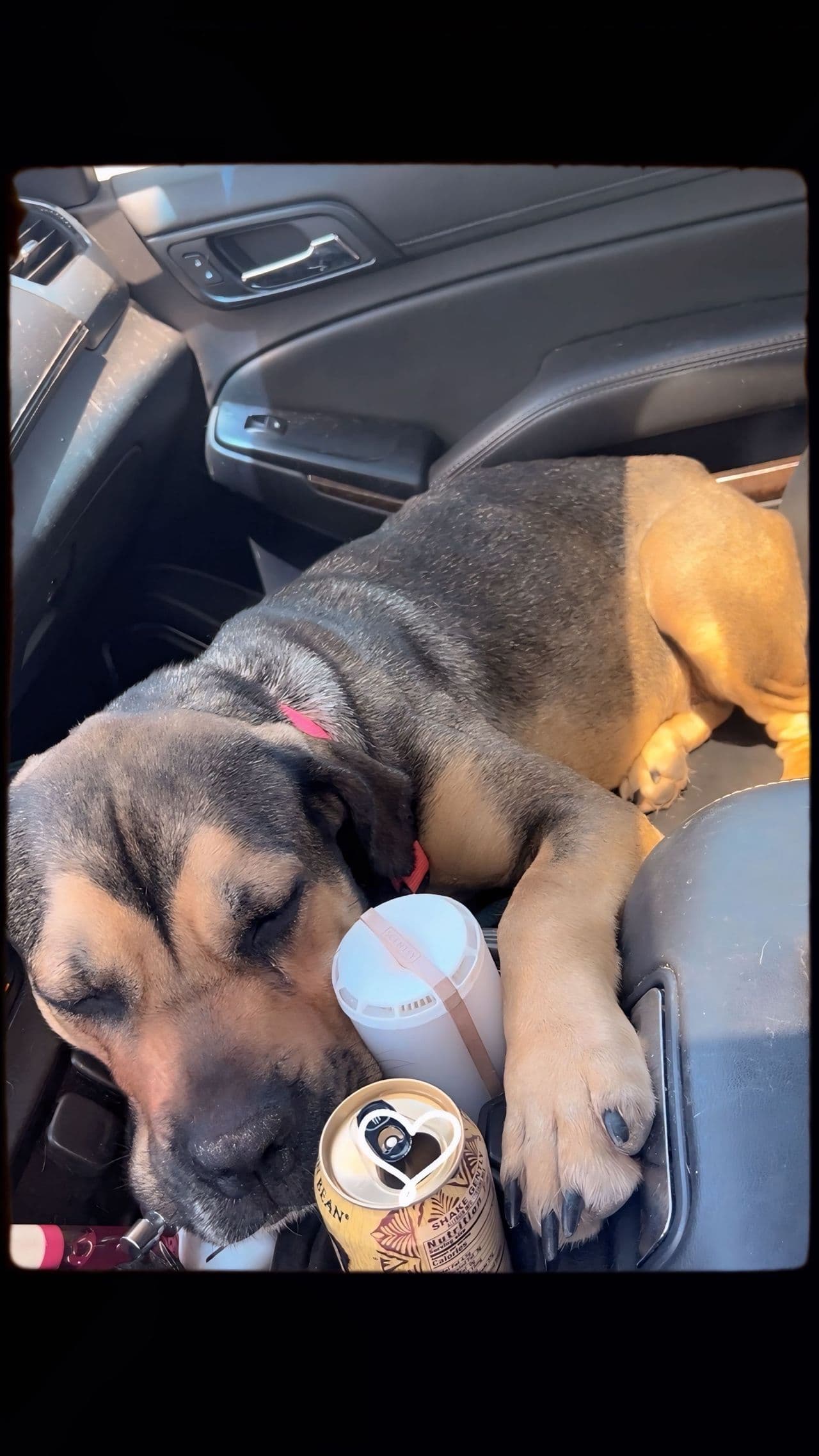 Pet travel photo 4