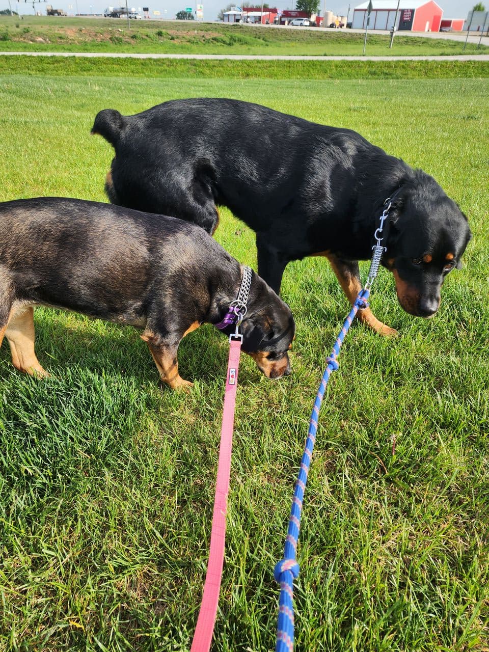 Pet travel photo 1