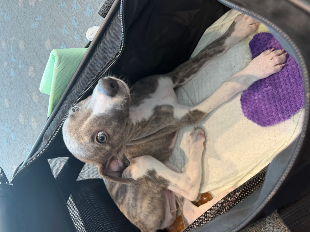 Pet travel photo 4