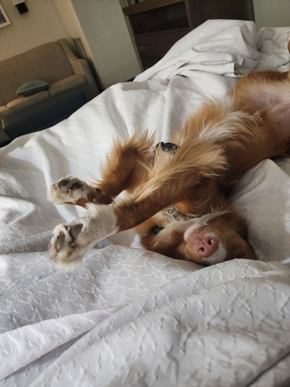 Pet travel photo 2