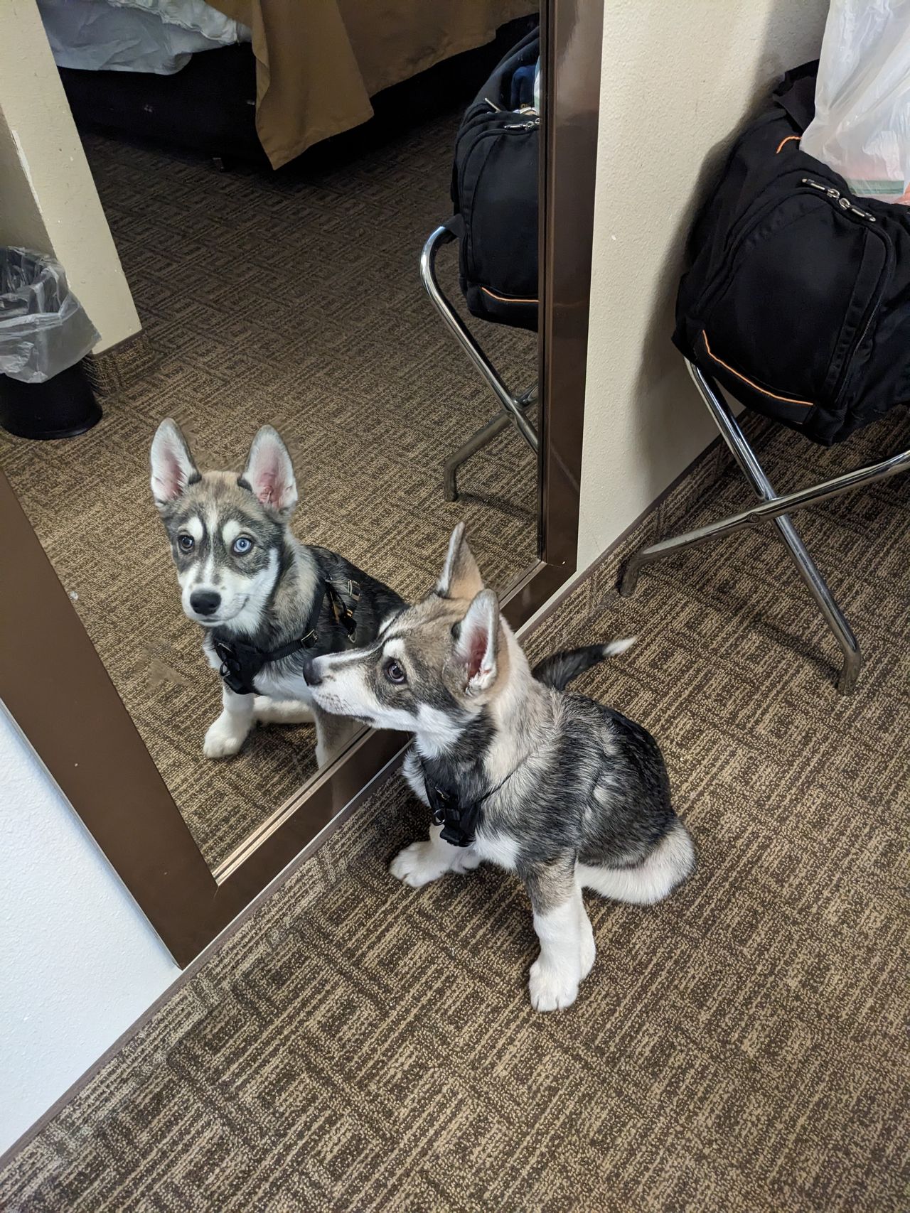 Pet travel photo 1